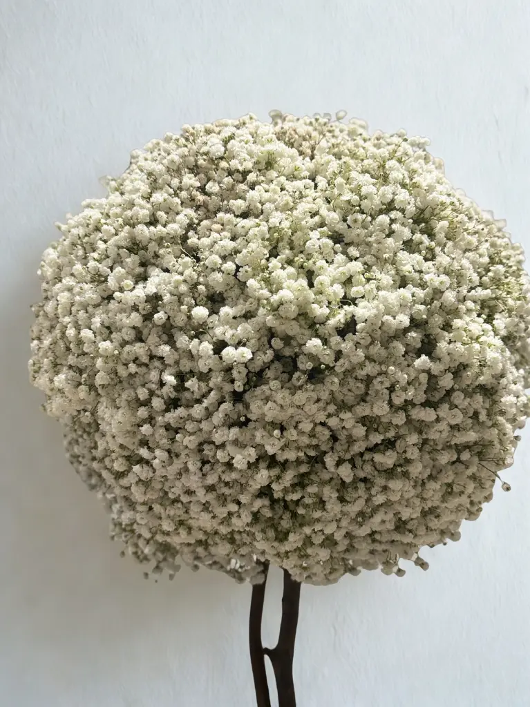 tree cloud.webp