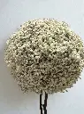 tree cloud.webp