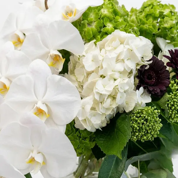 Pure Eleganc2.600.webp