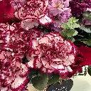 mulberry2.webp
