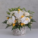 Ravish Yellow