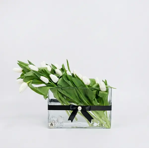 The Tuxedo Tulip