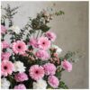 Daisy dreams fresh pink flowers for sale novo